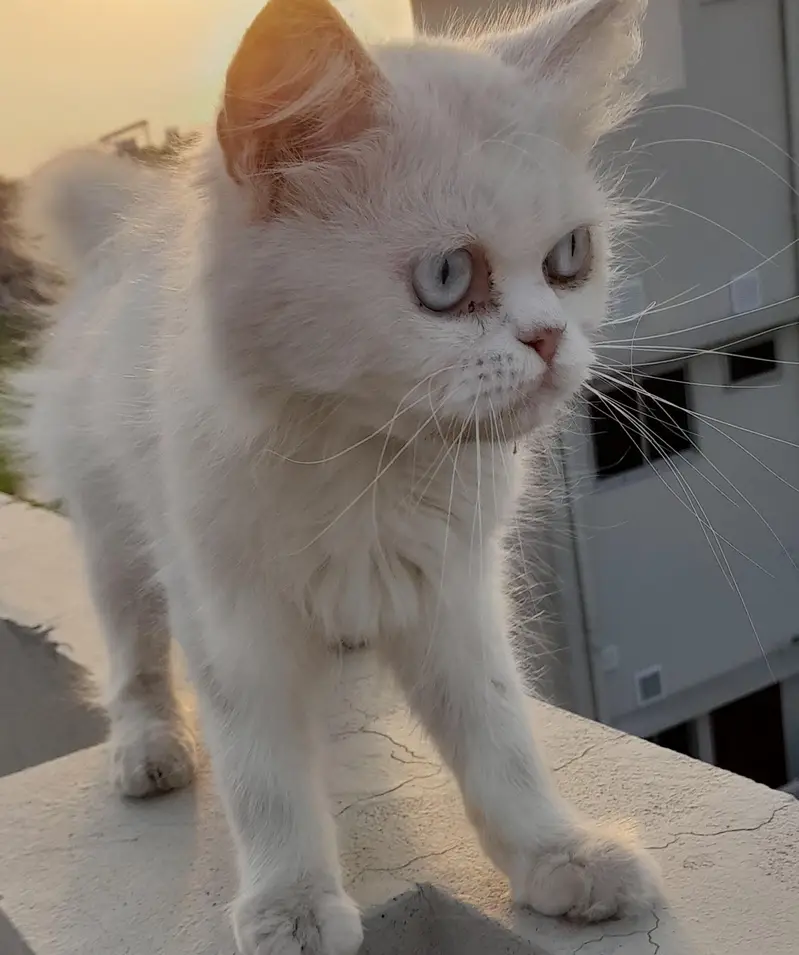 blue eyes persian cat — photo 3