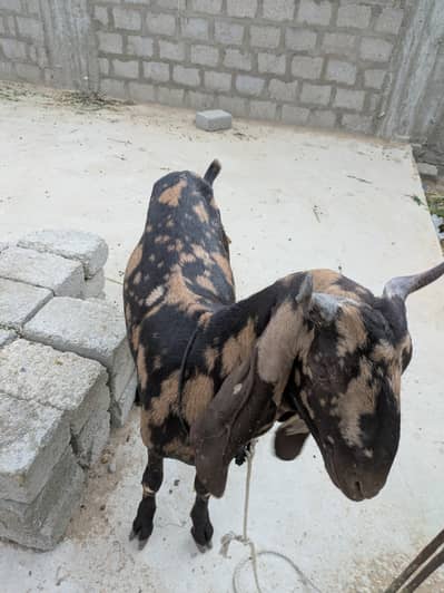 2 dant khasi bakry