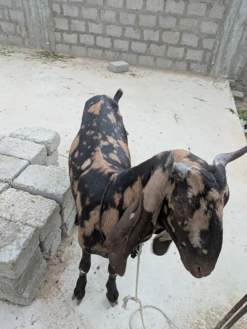 2 dant khasi bakry