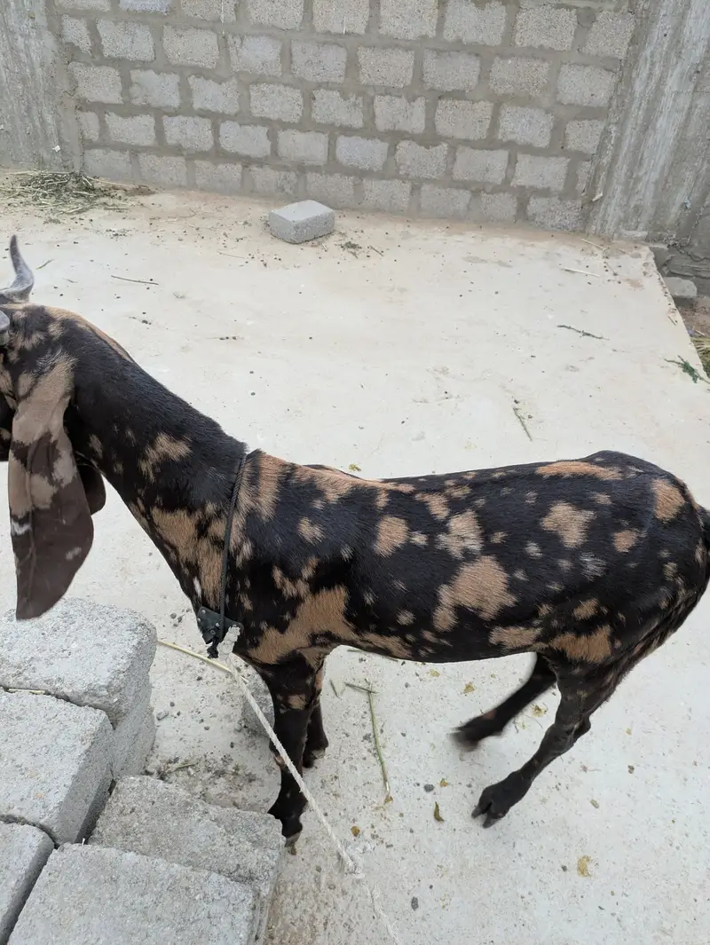 2 dant khasi bakry — photo 2
