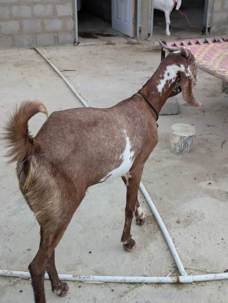 2 dant khasi bakry — photo 3