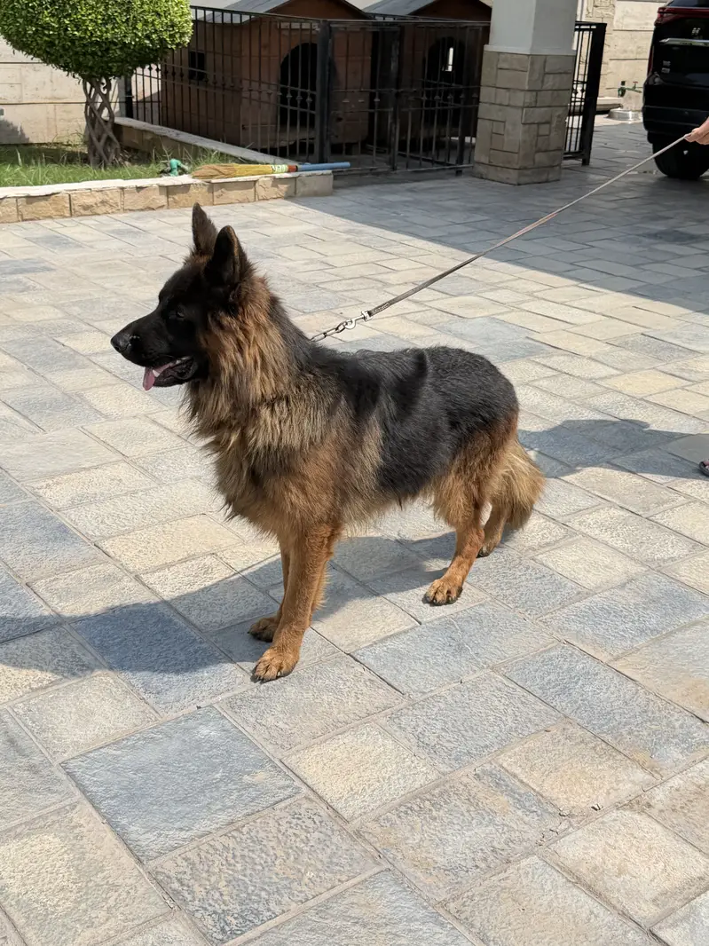 German Shepherd Long coat — photo 2