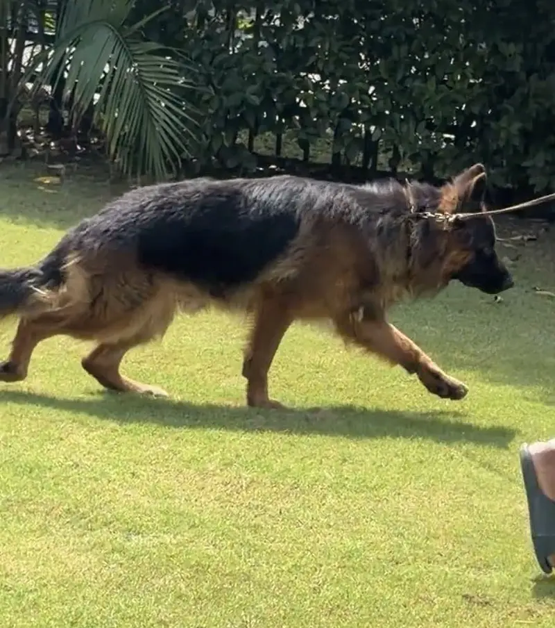 German Shepherd Long coat — photo 3