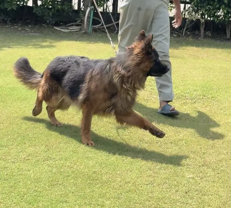 German Shepherd Long coat — photo 4