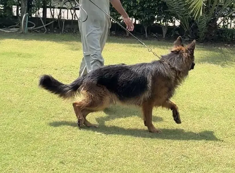 German Shepherd Long coat — photo 5