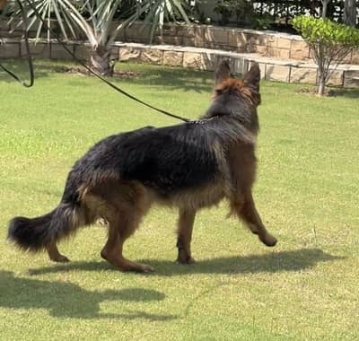 Show Quality Pedigreed German Shepherd Long coat