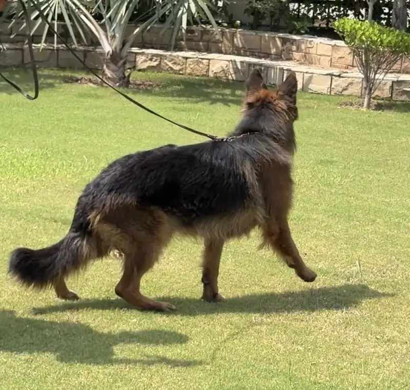 German Shepherd Long coat — photo 6