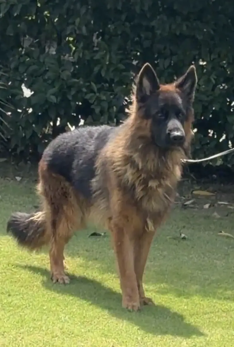 German Shepherd Long coat — photo 7
