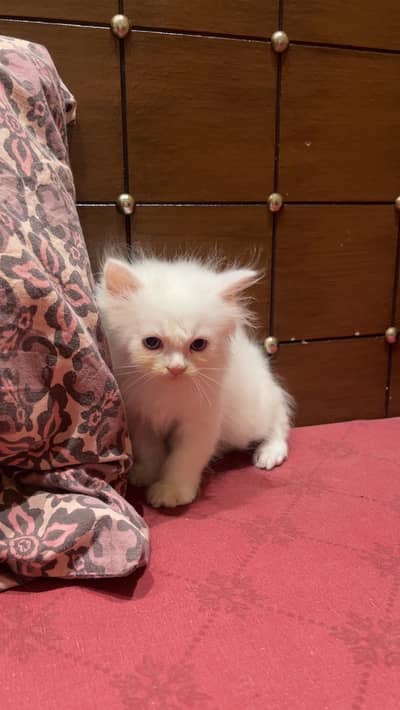 Cute & Beautiful Long Hair Kitten – Healthy & Active