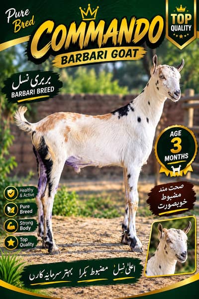 COMMANDO - TOP QUALITY BARBARI GOAT - 3 MONTH