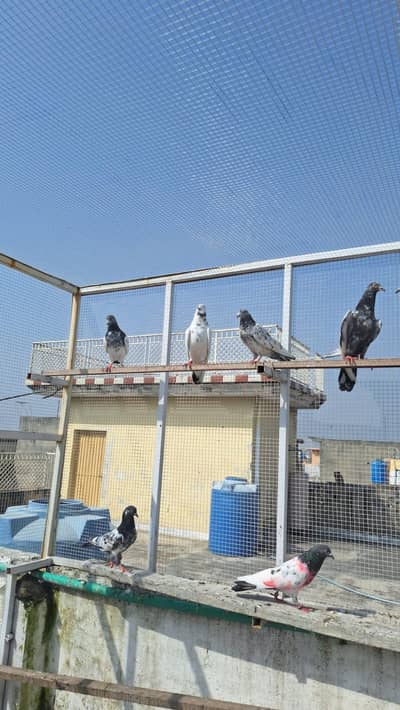 Pigeons/High flyers/Kabootar