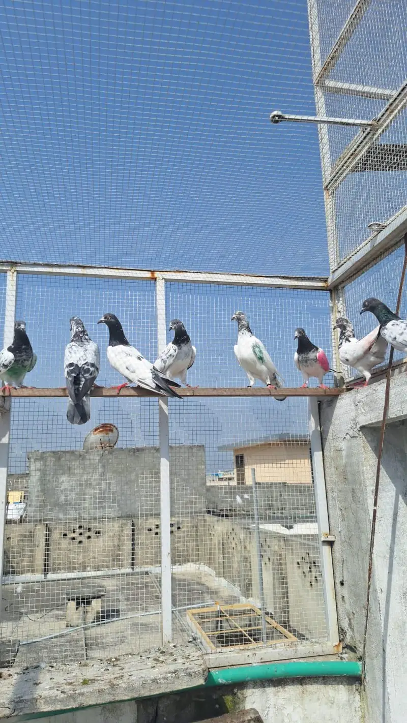 Pigeons/High flyers/Kabootar — photo 2