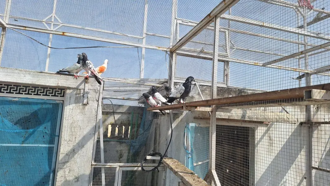Pigeons/High flyers/Kabootar — photo 3