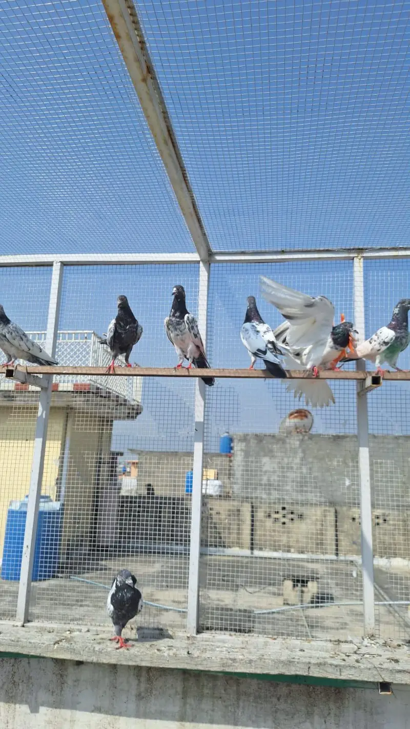 Pigeons/High flyers/Kabootar — photo 4