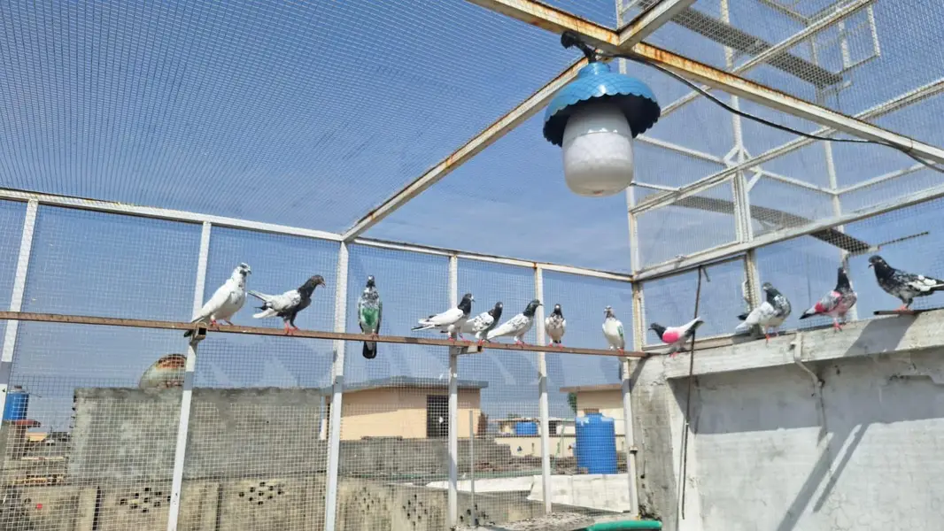 Pigeons/High flyers/Kabootar — photo 5