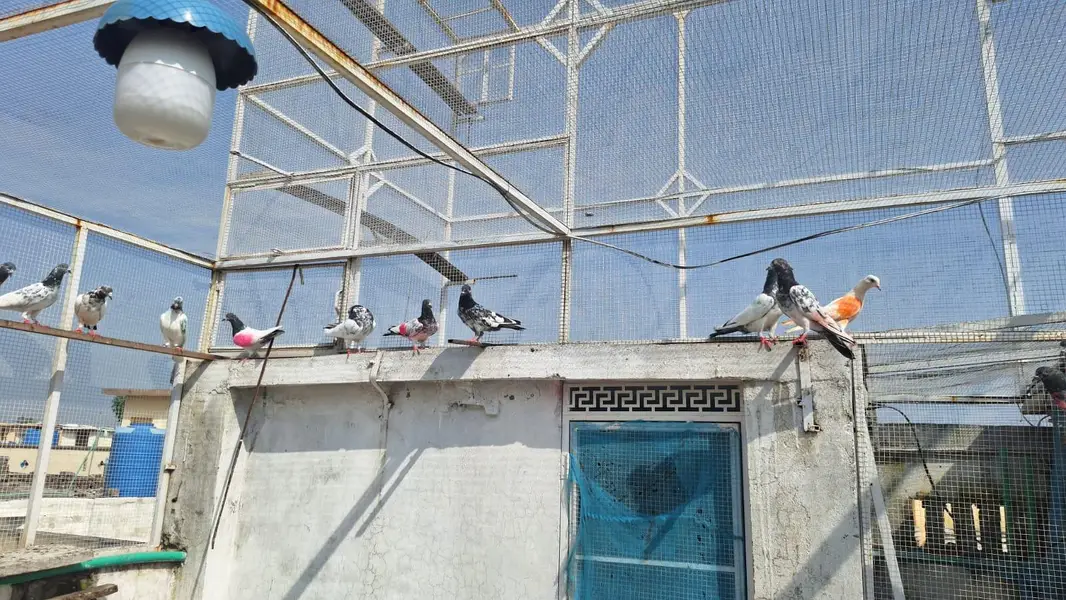 Pigeons/High flyers/Kabootar — photo 6