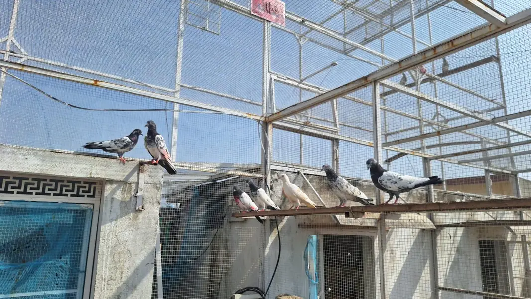 Pigeons/High flyers/Kabootar — photo 7