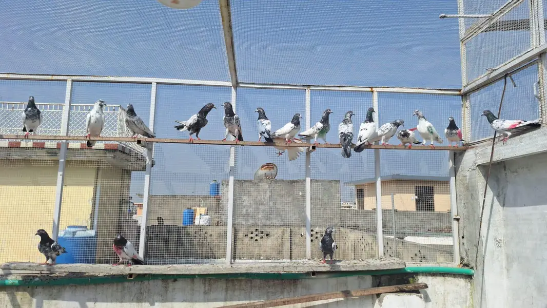 Pigeons/High flyers/Kabootar — photo 8