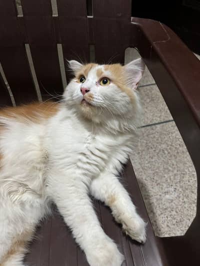 male cat