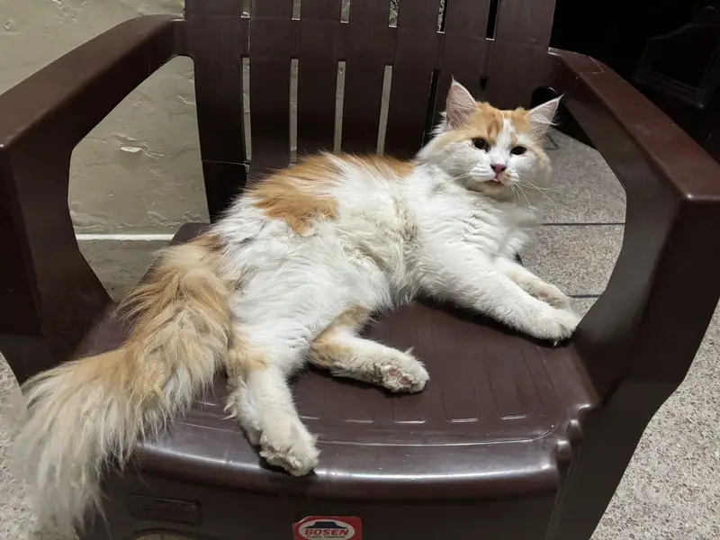 male cat — photo 2
