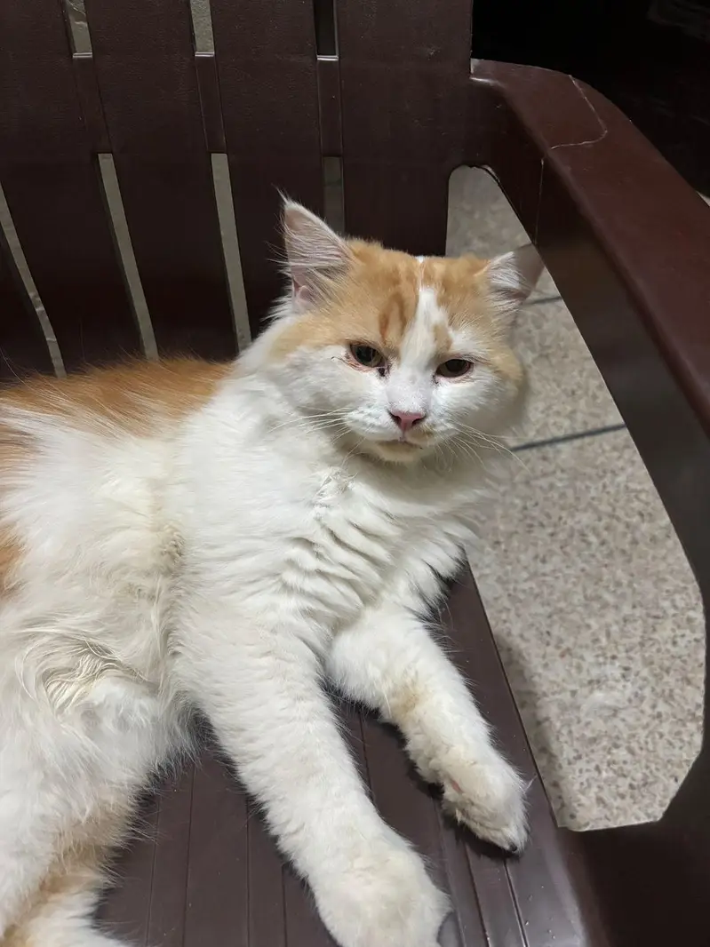male cat — photo 3