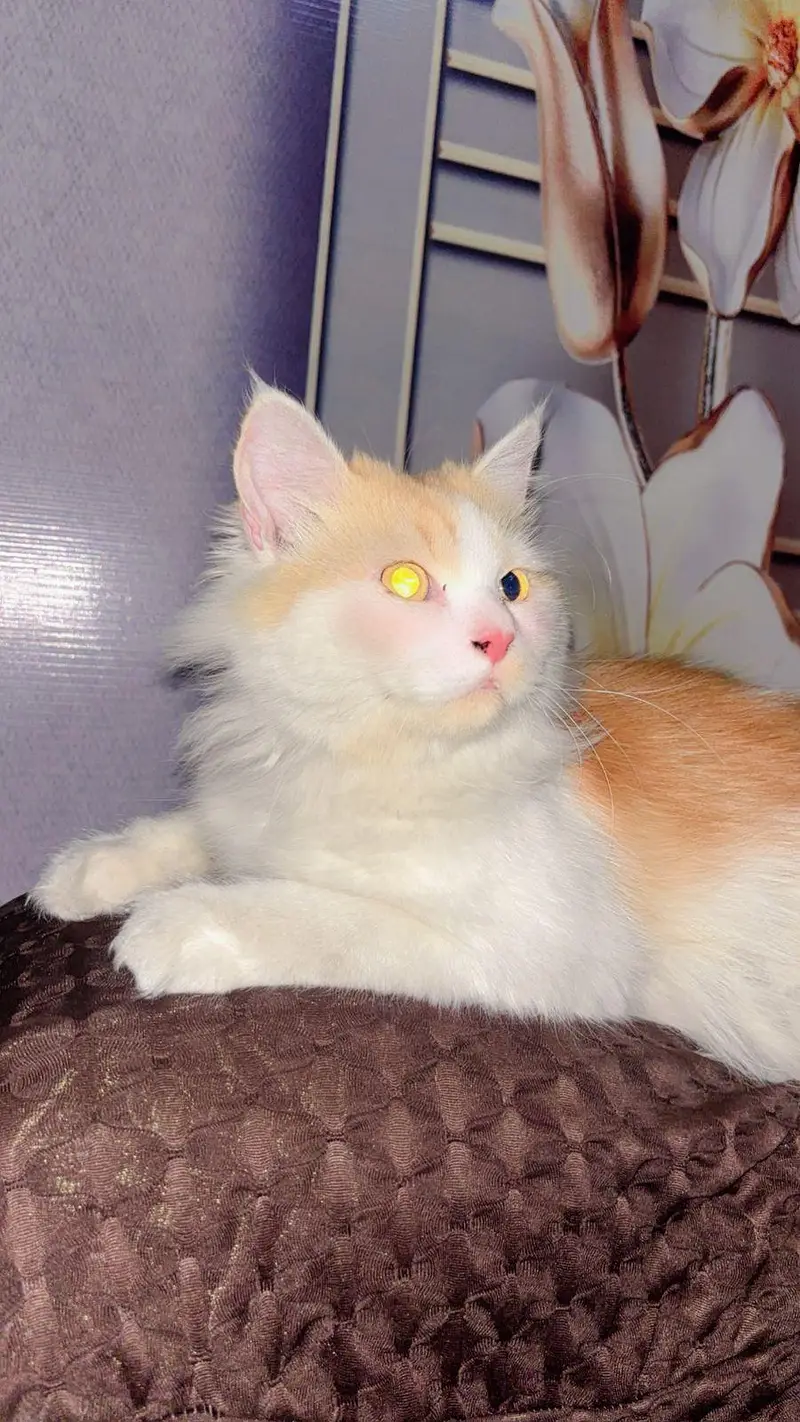 male cat — photo 4