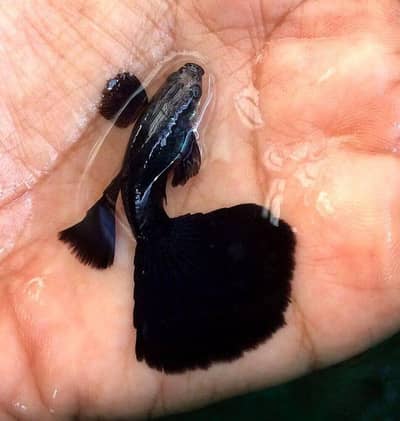 BLACK MOSCOW MALE FOR SALE