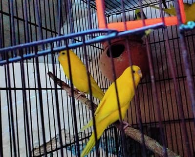 king size Australian Budgies Home raised