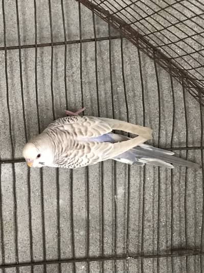 Australian/ budgie breeder male