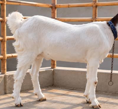 6 Daant Pat bakri