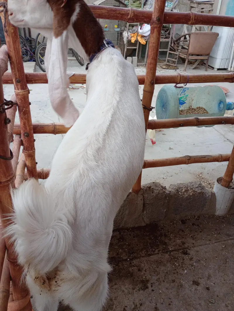 6 Daant Pat bakri — photo 4