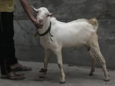 Andel White Pure Teddy Patha