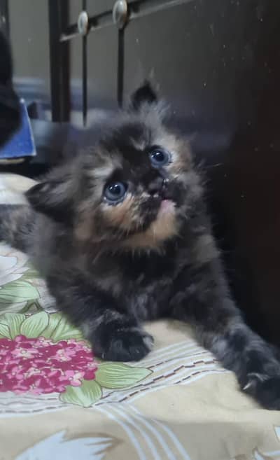Russian kitten