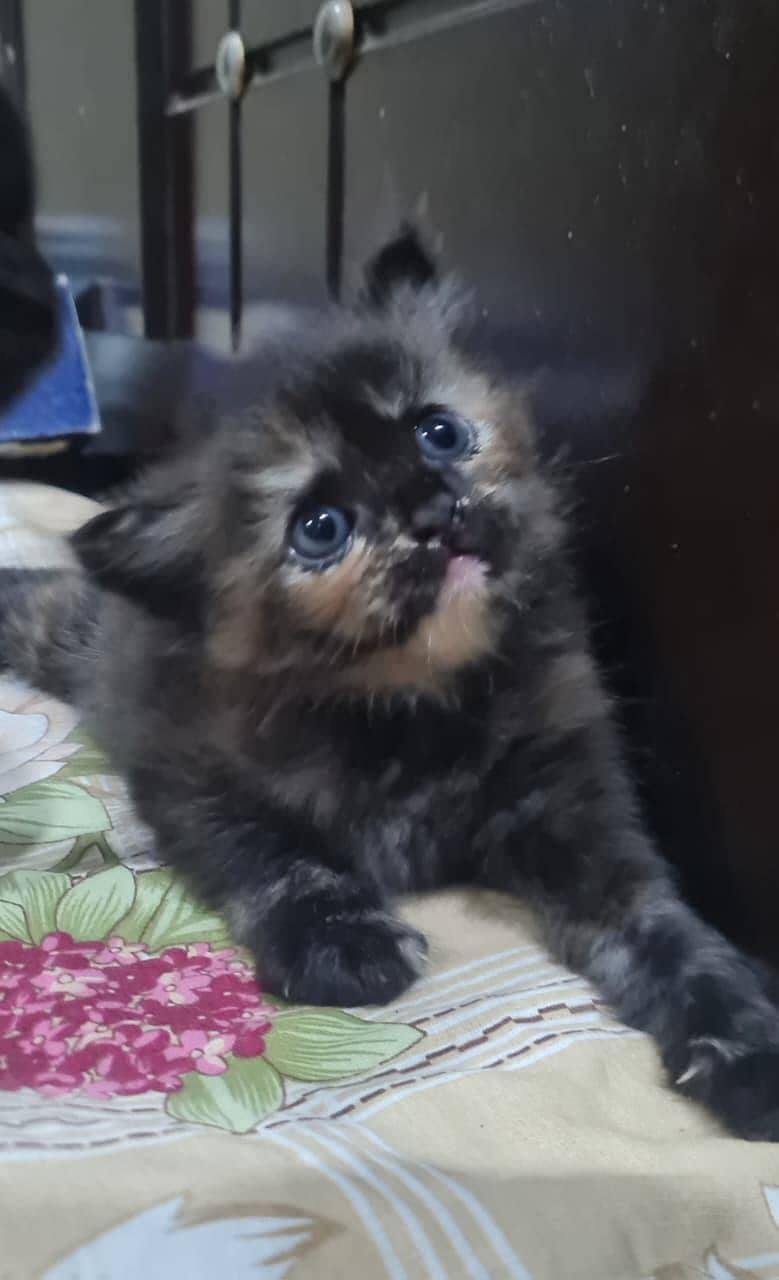 Russian kitten 0