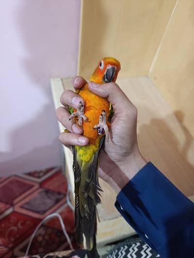 Beautiful Sun Conure For Sale