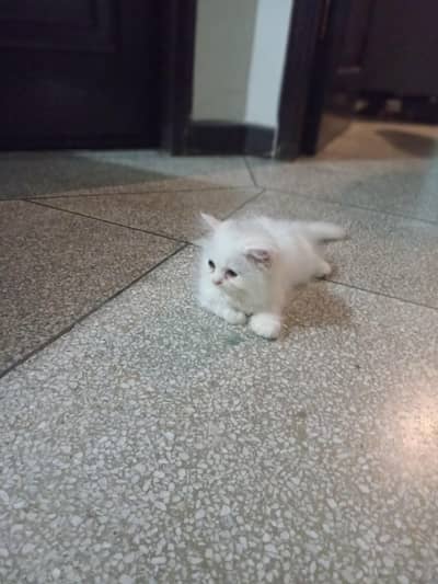 kitten for sale