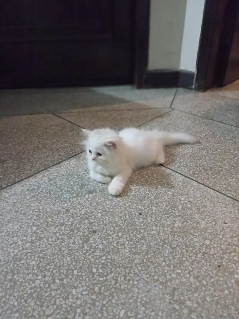 kitten for sale — photo 2