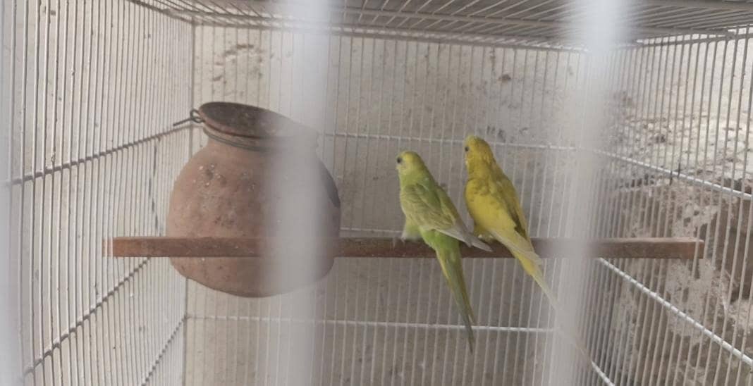 bugies parrot 0
