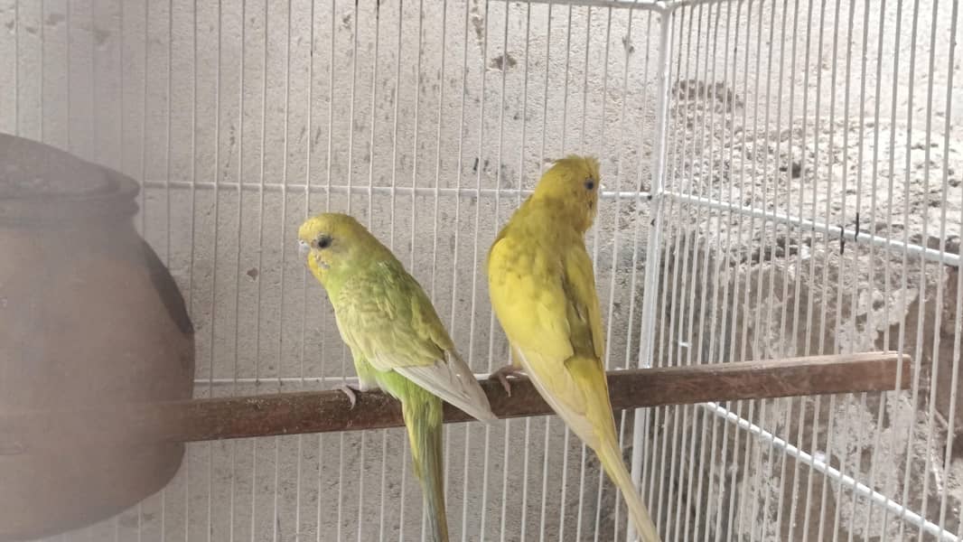 bugies parrot 2