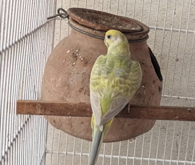 bugies parrot 3
