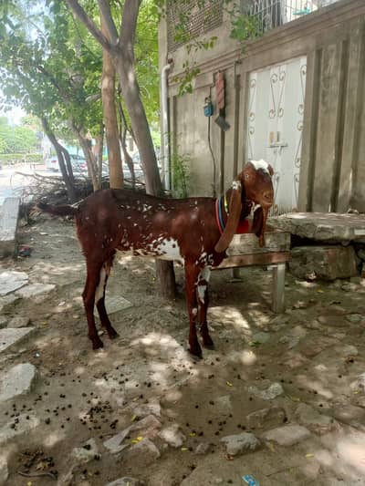 bakri | Nagra bakri | desi bakri | goat | nagra goat | brown bakri