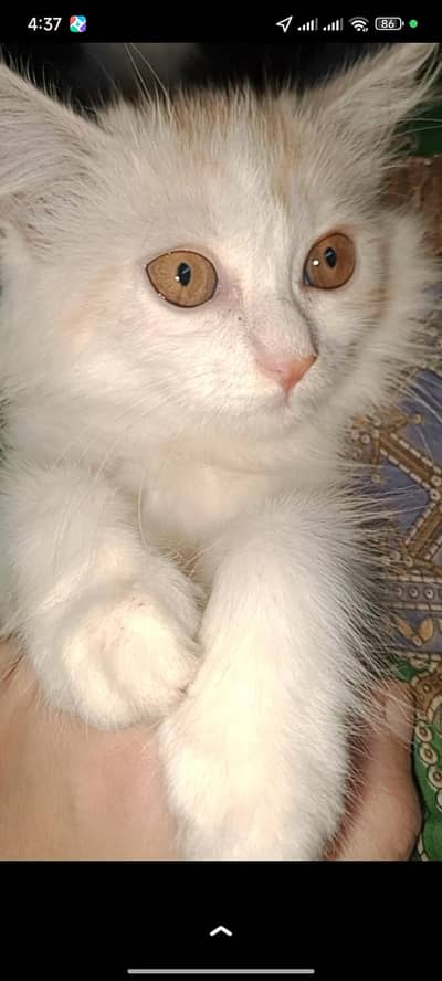 3-Month-Old Female Persian Cat (White & Light Brown)