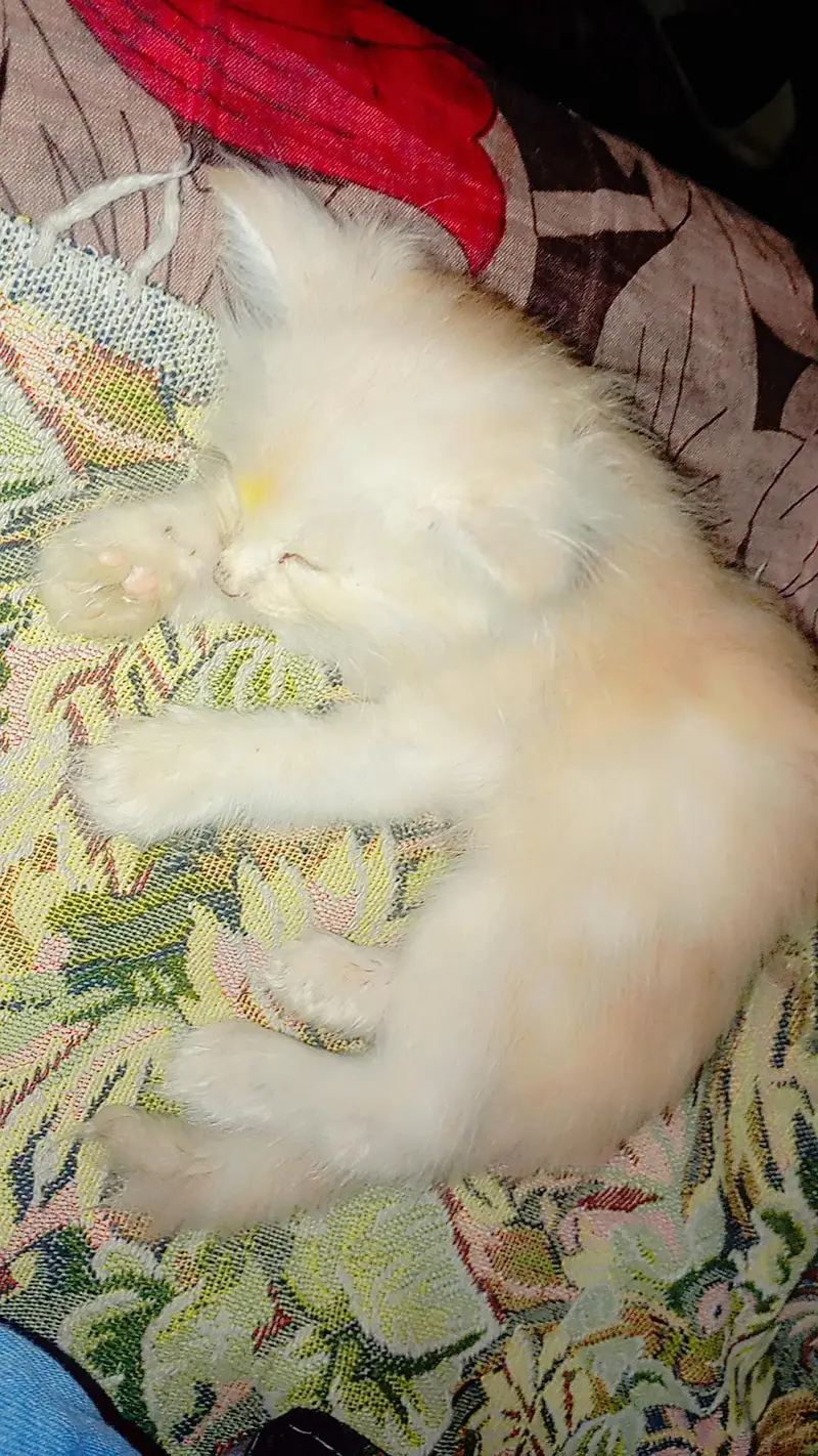 3-Month-Old Female Persian Cat (White & Light Brown) — photo 2