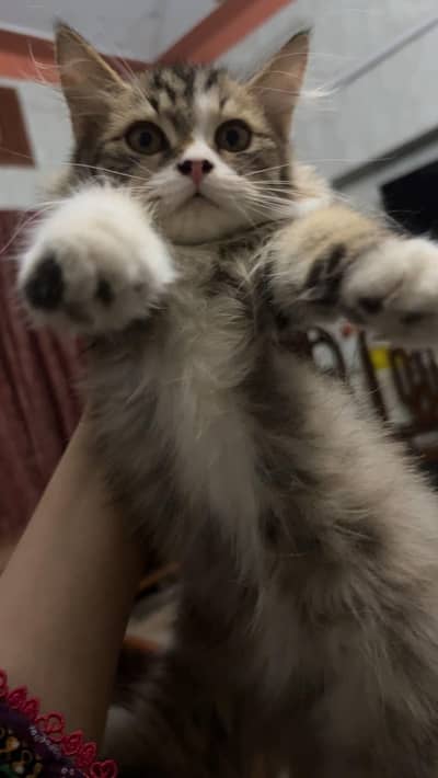 Persian kitten double coated