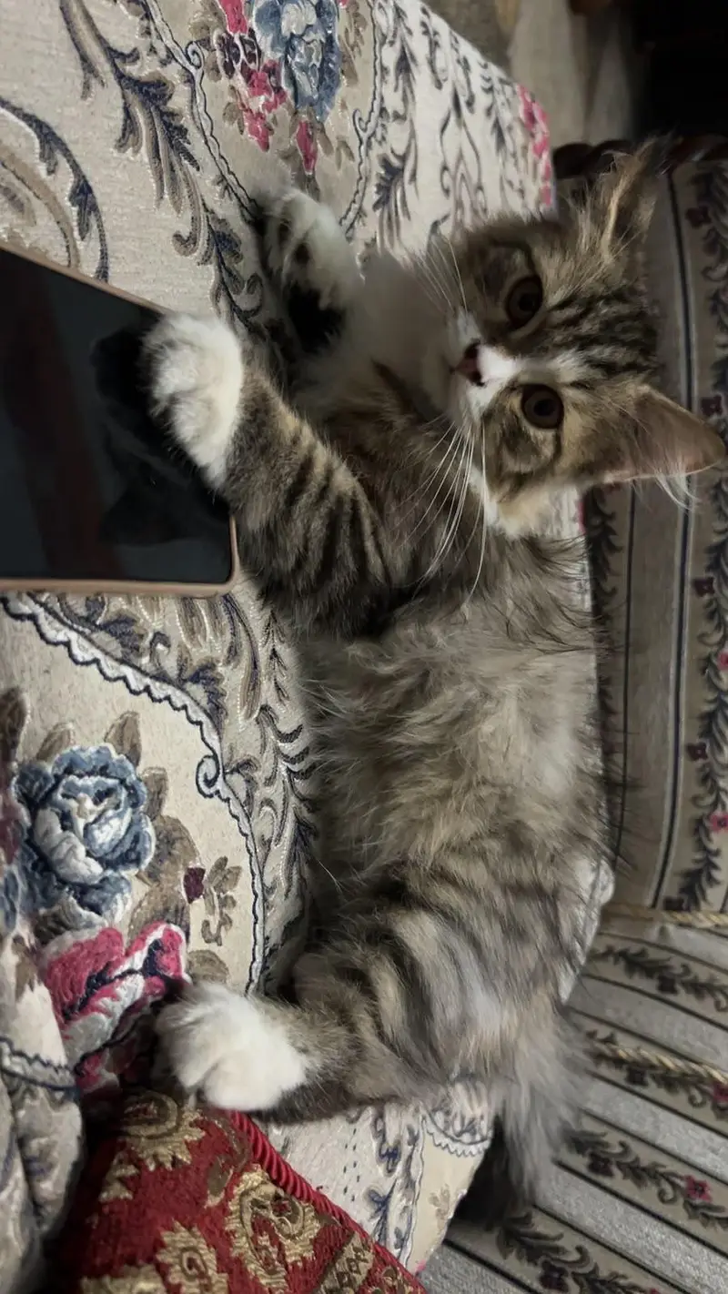 Persian kitten double coated — photo 2