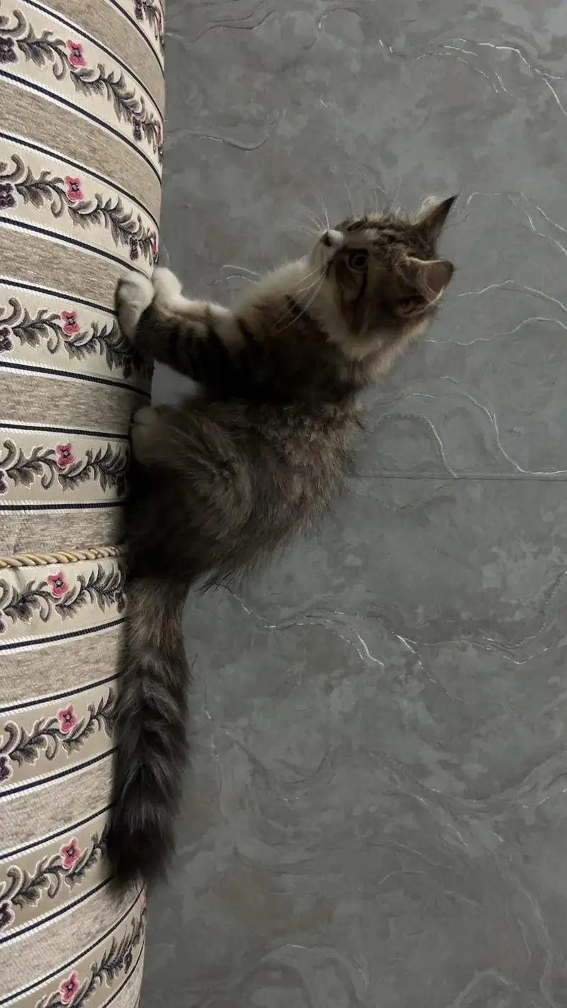Persian kitten double coated — photo 3