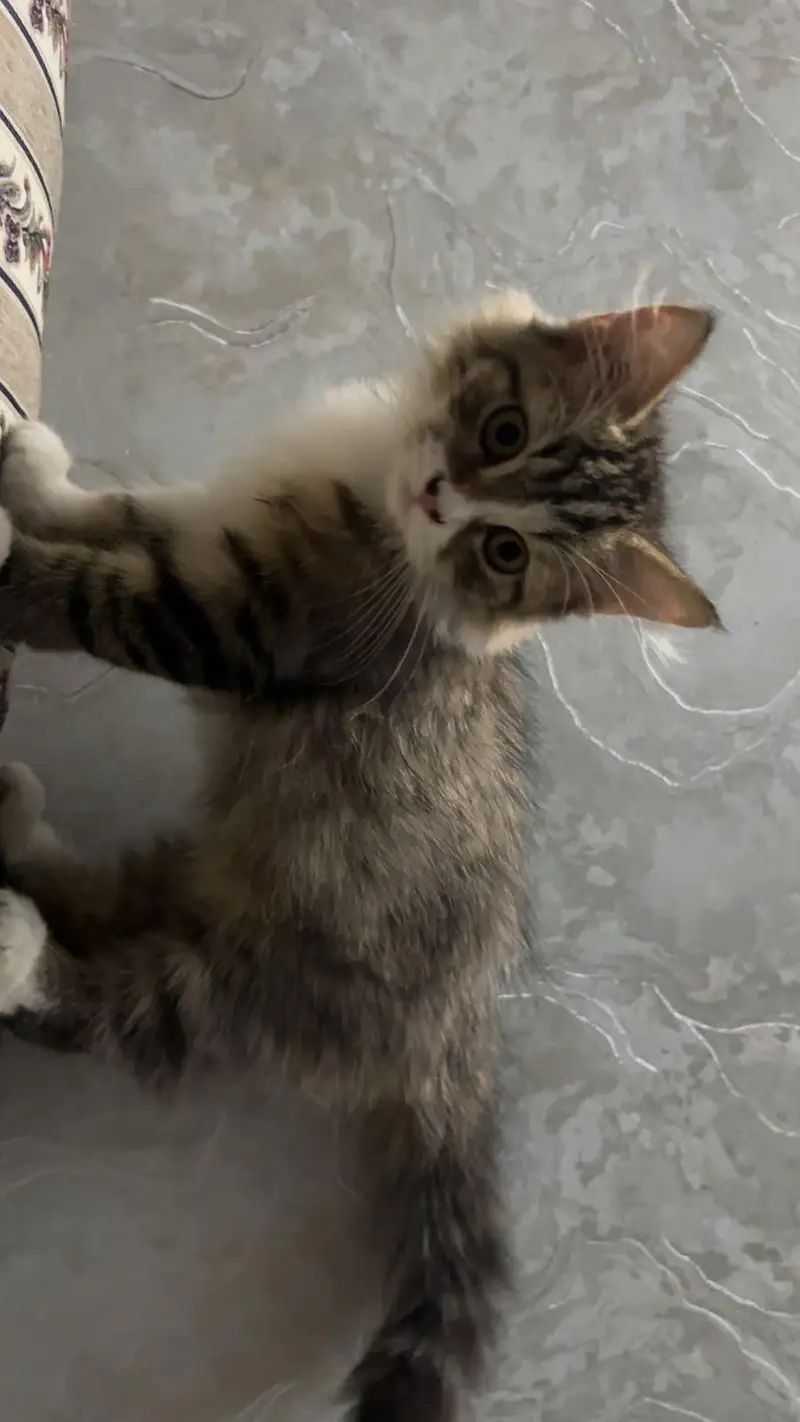 Persian kitten double coated — photo 4