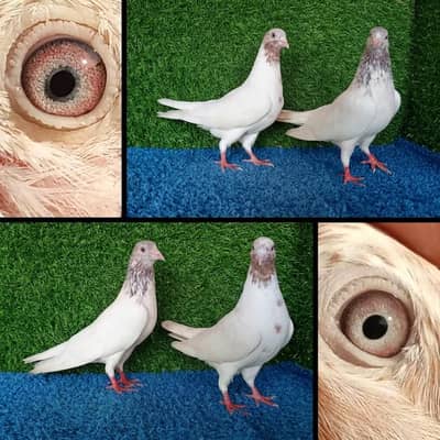 13 pairs joro waly/tedi /rampuri/lakhy pigeon . . . 03201447384