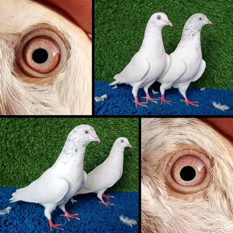 13 pairs joro waly/tedi /rampuri/lakhy pigeon . . . 03201447384 — photo 4
