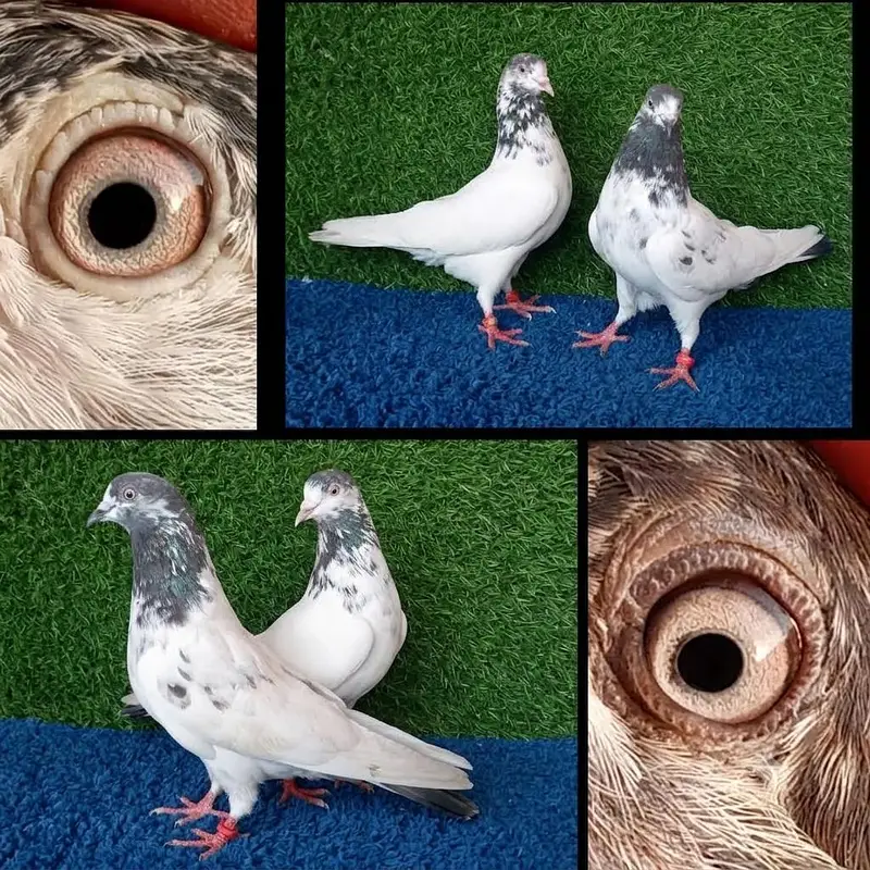 13 pairs joro waly/tedi /rampuri/lakhy pigeon . . . 03201447384 — photo 5